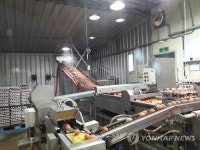 충주 달걀 홍콩 수출길 올라…AI사태 후 2년만에 충북 첫수출