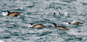 울산 앞바다 유영하는 참돌고래