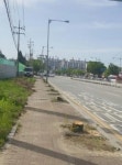 서울∼김포 48번 국도 20년생 가로수 61그루 싹둑