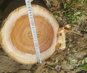 베어진 국도 가로수 밑동