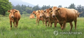 제동목장, 국내 최초 풀만 먹여 키운 한우 출하