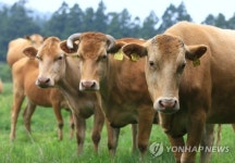풀만 먹여 키운 제동한우 출하