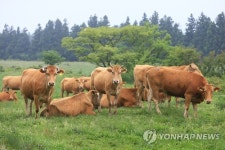 풀만 먹여 키운 제동한우 출하