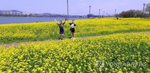 한강 서래섬, 유채꽃이 활짝
