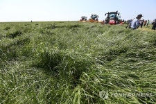 새만금간척지의 풀사료 수확