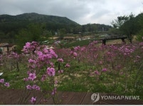철쭉 만개한 소백산 죽령 명품마을