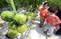 토마토가 초록색이네