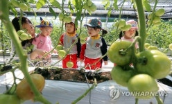 토마토가 초록색이네