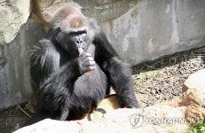 귀하신 몸 로랜드고릴라