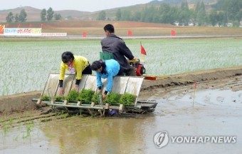 북한의 모내기