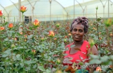 장미 수확하는 여인