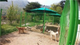 갈 곳 없는 대전 유기동물 보호센터 어쩌나