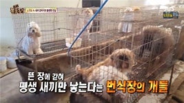  강아지 공장 실태 다룬 TV 동물농장 화제