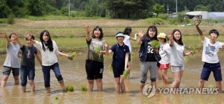 경기 도시 학생 가평서 모내기 체험