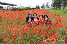 남원시 옛 역사부지 꽃 양귀비 만발