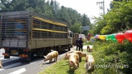 제주 516도로서 돼지 실은 트럭 넘어져…차량 정체