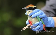 구조치료센터 없나요…불쌍한 인천 야생동물