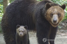 우리는 불곰 가족