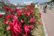 장미향기 가득한 도로