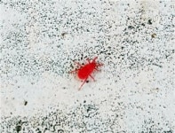 김해 빨간 진드기 출몰…인체 피해 사례 없어