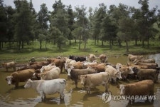 축산 항생제가 기후변화 부채질…소똥 메탄 더 나온다