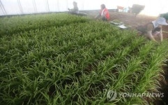 토속요리로 부활한 부추 하남 부침개 페스티벌