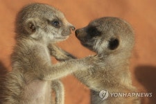 미어캣 암컷 서열 높이려 몸무게 불리기 경쟁