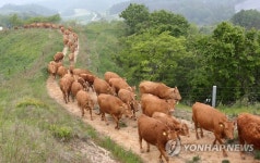 초원을 향해 달리는 한우들