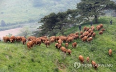 초원이 반가운 대관령 한우