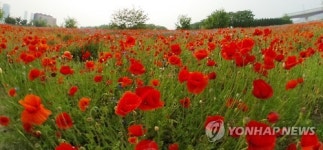 흐린 날씨 위로하는 송도 꽃양귀비