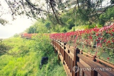 장관 이룬 단양 장미꽃길