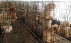 강아지 공장 직접 가보니…1.1㎡ 철창에 눈 퉁퉁 부은 앳된 개