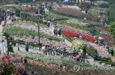 만개한 도당산 장미 백만송이