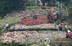 만개한 도당산 장미 백만송이