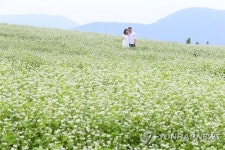제주 메밀꽃 만개