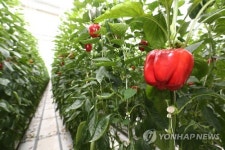 경남 합천 가야면 파프리카 농장