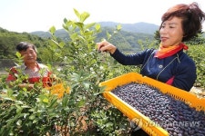 친환경 산청 블루베리 수확