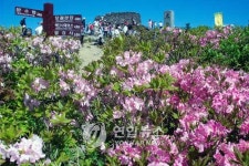 철쭉 대궐 국립공원 태백산서 전국 등반대회