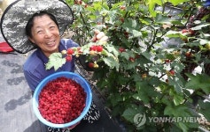 청정 산청 산딸기 맛보세요