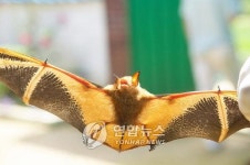 국도 개설 막고·공단 저지…황금박쥐 진천서 10년째 둥지