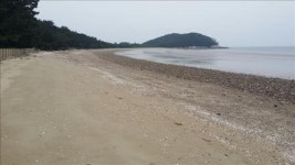 <가고 싶은 섬> 숲속 걸으니 솔향기 가득…보령 삽시도