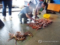 동해해경, 금어기 대게 잡은 2명 입건