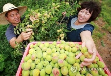 풍성한 황매실