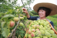 풍성한 황매실