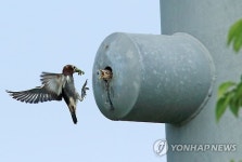 스틸하우스가 좋아…새, 인공구조물에 둥지 틀다