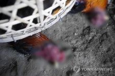 죽은 닭 1천500마리를 도로에…양계업자의 불량양심