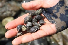 <가고 싶은 섬> 야생의 매력, 안산 풍도