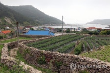 우이도 진리마을 돌담길
