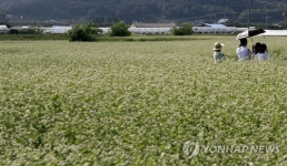 막국수 고장 춘천에 메밀밭