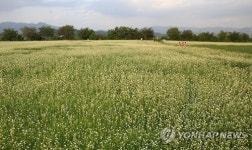 막국수 고장 춘천에 메밀밭